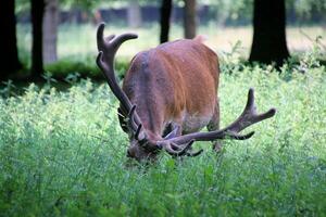 A view of a Red Deer in the wild in Cheshire photo