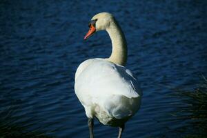 A view of a Mute Swan photo