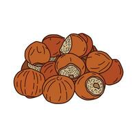 Kids drawing vector Illustration hazelnuts in a cartoon style Isolated on White Background