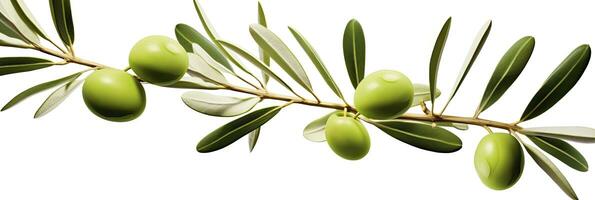 AI generated Olive tree branch, green olives and leaves on white background. AI Generated. photo