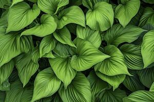 AI generated A plant with lots of large green leaves. AI Generated photo