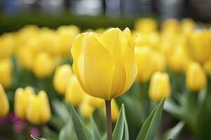 ai generado amarillo tulipán en el jardín. ai generado foto