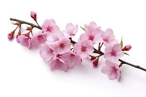 AI generated Sakura flowers isolated on white background. AI Generated photo