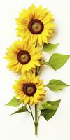 AI generated Sunflowers isolated on white background. AI Generated photo