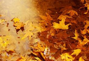 Floating autumn leaves photo