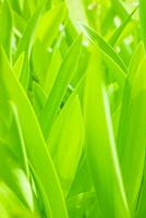 Green grass background photo