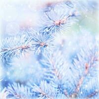Frozen pine tree background photo