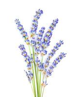 Fresh lavender flowers photo
