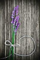 Lavender flower on wooden background photo