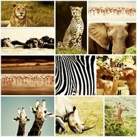 African Animals Safari Collage photo
