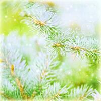 Pine tree branch background photo