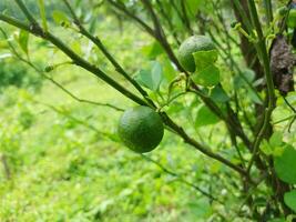 Kaffir lime in the garden as a kitchen spice. photo