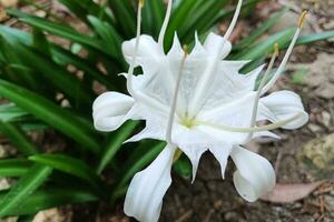 hermosa macro ver de himenocallis coronaria flor en natural antecedentes. el rocoso banco araña lirio es floreciente. foto