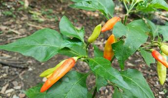 ver de muchos Tabasco pimienta Pimiento frutescens o chile pimientos en árbol ramas con verde hojas naturaleza antecedentes. foto