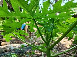 Look in the garden at the surface of the leaves of a papaya tree carica papaya. photo