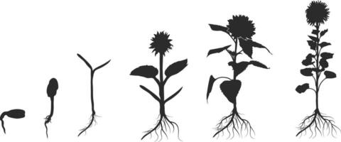 vida ciclo de girasol silueta, planta crecimiento etapas silueta, girasol creciente silueta, semilla creciente infografía, creciente plantando girasol semillas vector
