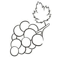 Grape icon line art style. Line drawing healthy organic grapes for label, poster, print, menu. Vector illustration.