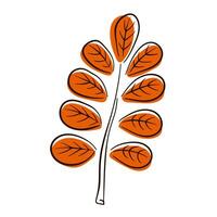acacia otoño hoja en línea Arte plano estilo. diseño para etiqueta, icono, logo. vector ilustración aislado en un blanco antecedentes.