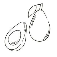 Avocado Fruit Icon Outline Food Fruit. Vector hand drawn avocado. Tropical summer fruit engraved style illustration. Great for label, poster, print