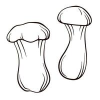 Eringi king oyster mushroom hand drawn sketch. Mushroom vector illustration isolated on a white background. Great for packaging design, menu, logo, recipe. Engraved style.