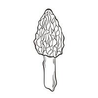 Morel mushroom logo in a line art style. Healthy vegetarian food. Hand drawn mushroom vector isolated on a white background.