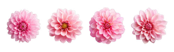 ai generiert 3d Rosa Blume isoliert auf transparent Hintergrund png