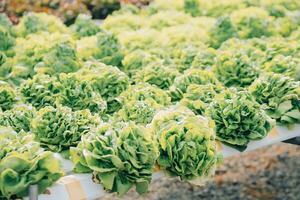 farmer cultivate healthy nutrition organic salad vegetables in hydroponic agribusiness farm. photo