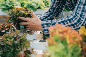 farmer cultivate healthy nutrition organic salad vegetables in hydroponic agribusiness farm. photo