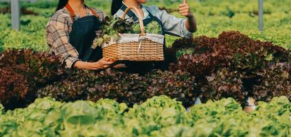 granjero cultivar sano nutrición orgánico ensalada vegetales en hidropónico agronegocios granja. foto