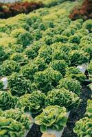 farmer cultivate healthy nutrition organic salad vegetables in hydroponic agribusiness farm. photo