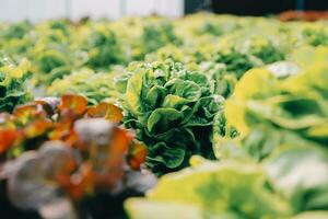 granjero cultivar sano nutrición orgánico ensalada vegetales en hidropónico agronegocios granja. foto