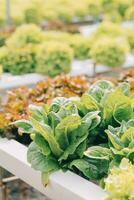 farmer cultivate healthy nutrition organic salad vegetables in hydroponic agribusiness farm. photo