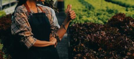 farmer cultivate healthy nutrition organic salad vegetables in hydroponic agribusiness farm. photo