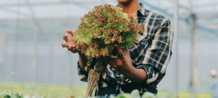 joven asiático mujer y mayor hombre granjero trabajando juntos en orgánico hidropónico ensalada vegetal granja. moderno vegetal jardín propietario utilizando digital tableta inspeccionar calidad de lechuga en invernadero jardín. foto