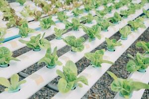 Young Asian woman and senior man farmer working together in organic hydroponic salad vegetable farm. Modern vegetable garden owner using digital tablet inspect quality of lettuce in greenhouse garden. photo