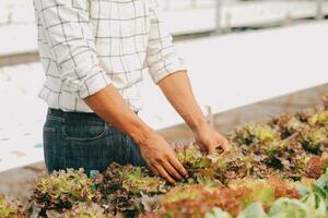 Two Asian farmers inspecting the quality of organic vegetables grown using hydroponics. photo