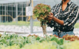 Two Asian farmers inspecting the quality of organic vegetables grown using hydroponics. photo