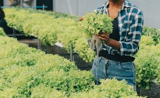 Two Asian farmers inspecting the quality of organic vegetables grown using hydroponics. photo