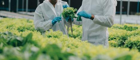 dos asiático agricultores inspeccionando el calidad de orgánico vegetales crecido utilizando hidroponia. foto