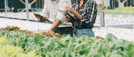 Two Asian farmers inspecting the quality of organic vegetables grown using hydroponics. photo