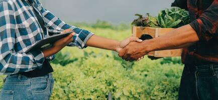 joven asiático mujer y mayor hombre granjero trabajando juntos en orgánico hidropónico ensalada vegetal granja. moderno vegetal jardín propietario utilizando digital tableta inspeccionar calidad de lechuga en invernadero jardín. foto