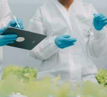 Two Asian farmers inspecting the quality of organic vegetables grown using hydroponics. photo