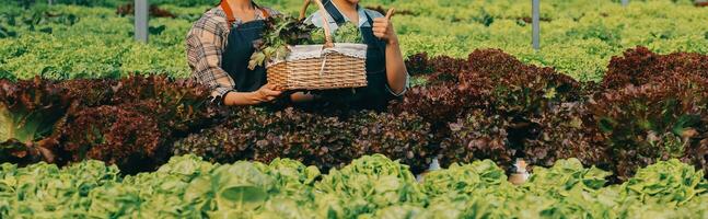 mujer jardinero inspecciona calidad de verde roble lechuga en invernadero jardinería. hembra asiático horticultura granjero cultivar sano nutrición orgánico ensalada vegetales en hidropónico agronegocios granja. foto