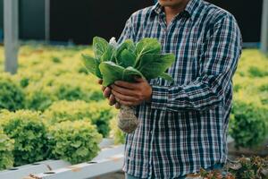 mujer jardinero inspecciona calidad de verde roble lechuga en invernadero jardinería. hembra asiático horticultura granjero cultivar sano nutrición orgánico ensalada vegetales en hidropónico agronegocios granja. foto