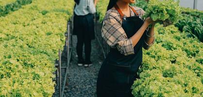 mujer jardinero inspecciona calidad de verde roble lechuga en invernadero jardinería. hembra asiático horticultura granjero cultivar sano nutrición orgánico ensalada vegetales en hidropónico agronegocios granja. foto