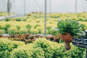 Woman gardener inspects quality of green oak lettuce in greenhouse gardening. Female Asian horticulture farmer cultivate healthy nutrition organic salad vegetables in hydroponic agribusiness farm. photo