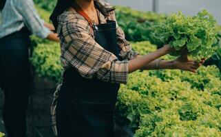 Woman gardener inspects quality of green oak lettuce in greenhouse gardening. Female Asian horticulture farmer cultivate healthy nutrition organic salad vegetables in hydroponic agribusiness farm. photo