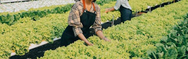 Woman gardener inspects quality of green oak lettuce in greenhouse gardening. Female Asian horticulture farmer cultivate healthy nutrition organic salad vegetables in hydroponic agribusiness farm. photo