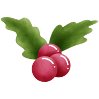 Adorable christmas ornament illustration with vibrant holly berries and green leaves. png