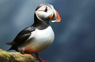 AI generated Atlantic Puffin Bird. AI Generated photo